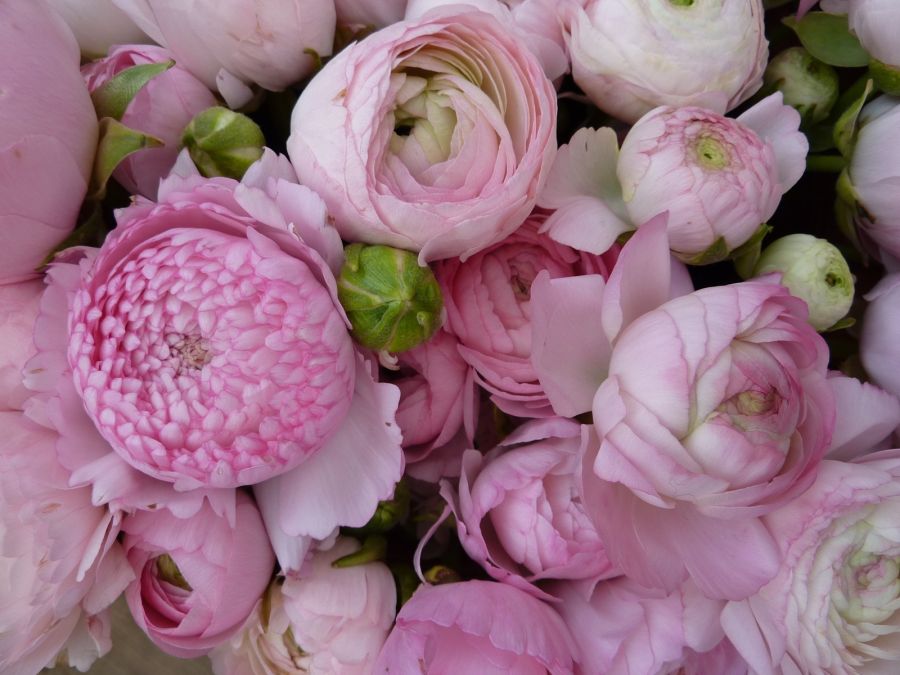 Blumen & Sträuße